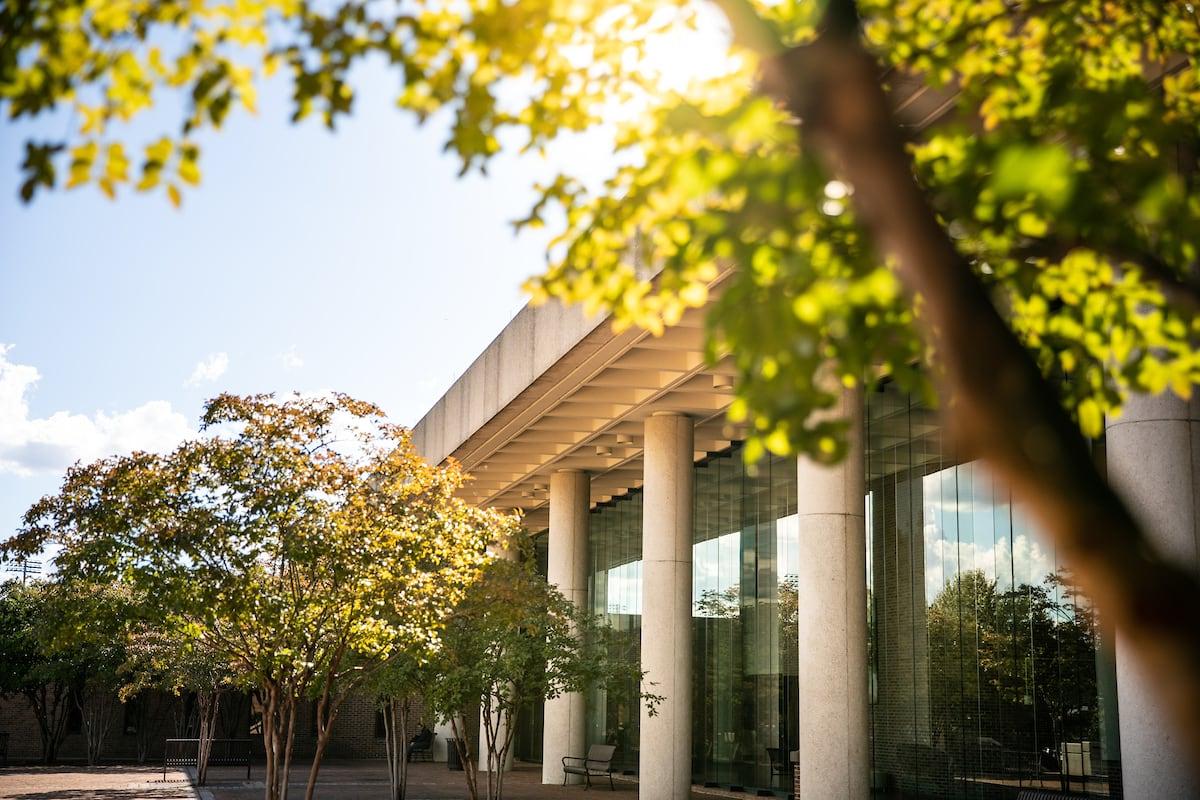 Trees adorning the exterior grounds of the 法学院